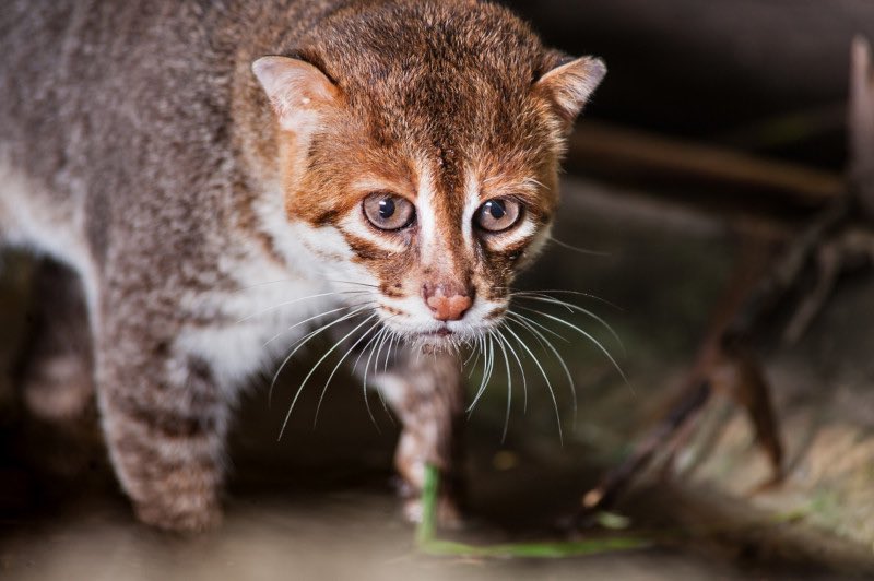 RER_official's tweet photo. It’s international #CatDay . These cats are genuinely untamed &amp; the majority of them are covered by legal protection, considering their population decline.
The RER team has identified 5 species of wild cats within the rehabilitation area. #exploreRER https://t.co/f279CDE4YG