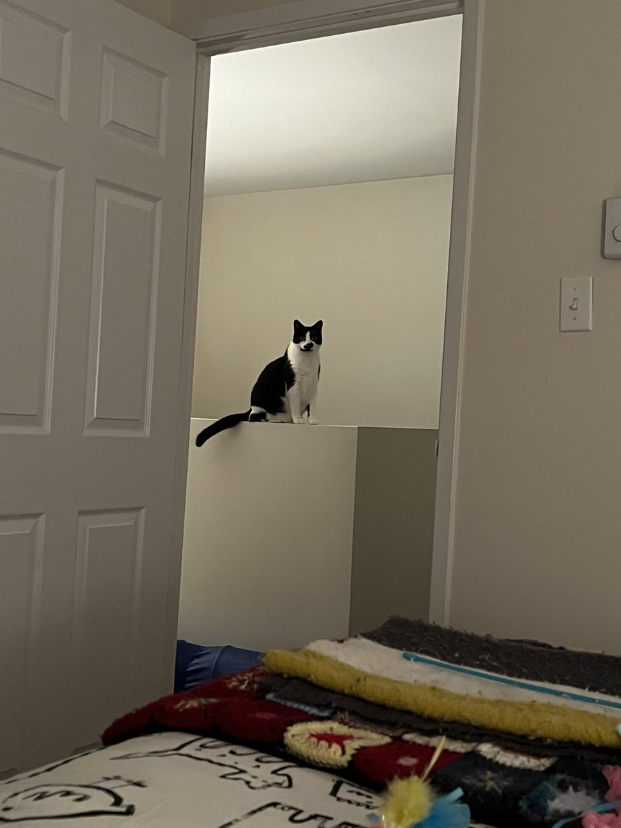 dawn_kimmy_nl's tweet photo. This oneโs trying to get my attention she knows I donโt like her up on that ledge!๐น
#catsaresmart
#animalsknow https://t.co/JqkibPWL1w