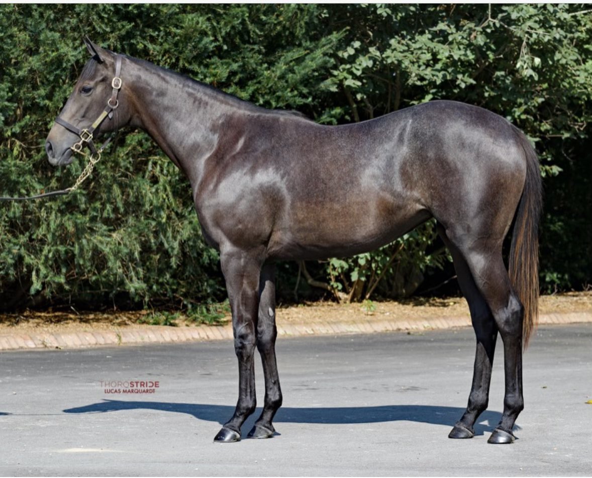 stoolpresidente's tweet photo. I bought myself a present tonight. Goodnight. https://t.co/pNE7Dy9nK5