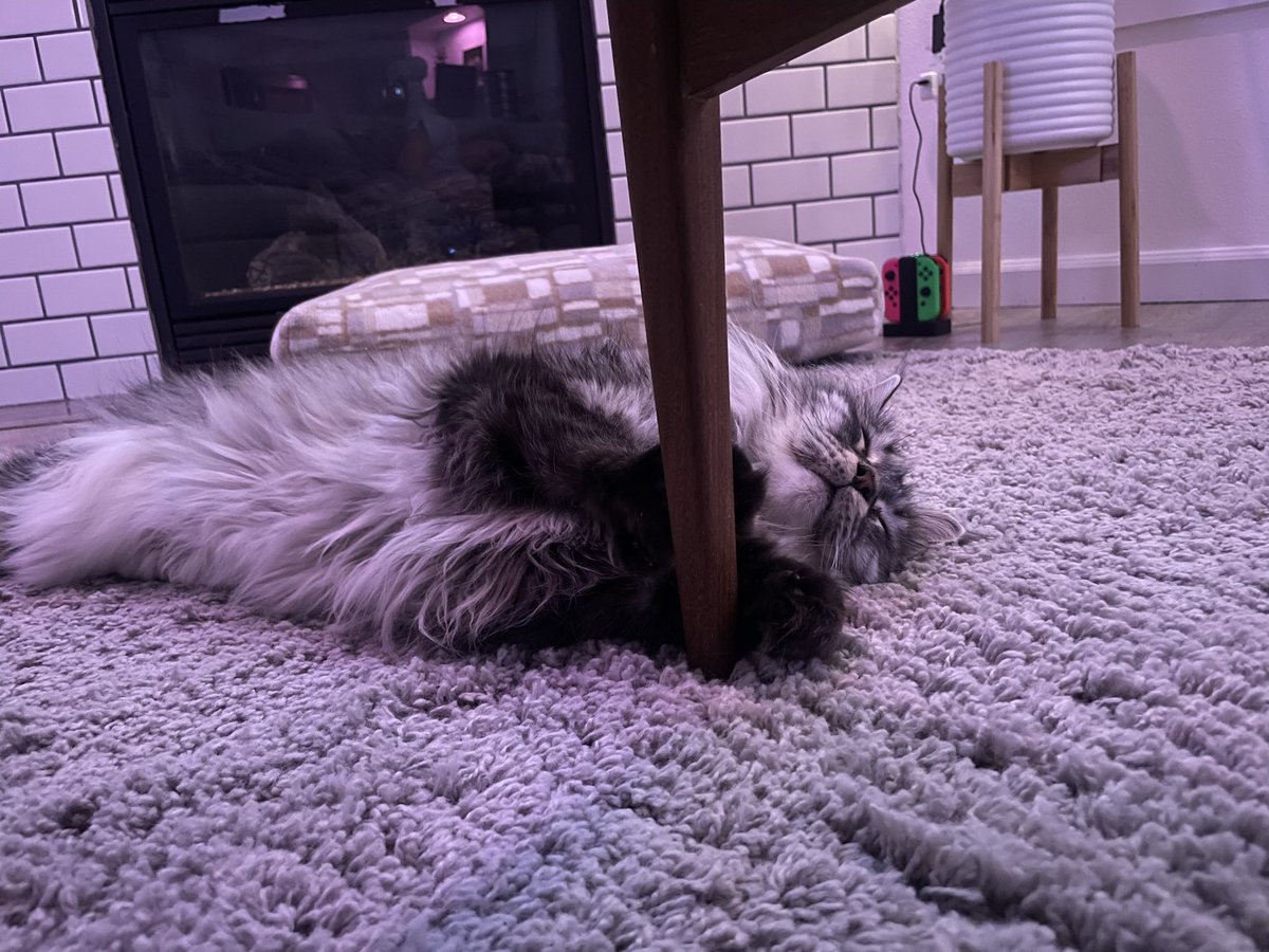 ksplonk's tweet photo. @ShouldHaveCat https://t.co/ttrnGvDMno