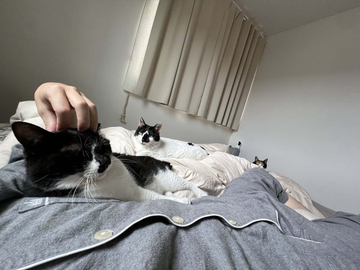 HOMEALONe_ksk's tweet photo. 【そろそろこの疑問を解決したい】

我が家の猫が僕の腕で寝るとき、全員高確率で"左腕"なんですが、みなさまの家の猫ちゃんはどちらの腕で寝ることが多いですか？
左腕率高くないですか？

腕じゃなくてもご自宅の猫ちゃんが寝てる場所を是非教えてください！ https://t.co/dZO0VS2vEl