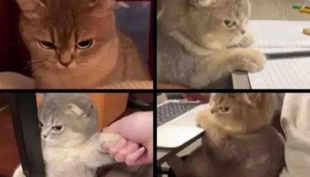 Flantasma1's tweet photo. Cuando reencarne en gato, no diré nada pero habrá señales https://t.co/SKMYzDcQhq