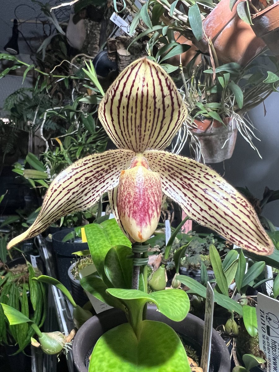 crazy_clever_s's tweet photo. Paphiopedilum 
   Conco-bellatulum x Saint Swithin

先日DCMでお迎え🙏✨
小型で多花性とのことなので室内では丁度良さそうです😊

#Paphiopedilum #Conco-bellaturum
#SaintSwithin #洋蘭 #洋ラン #蘭  #見てご蘭 #ご蘭なさい #orchids #orchidlovers  #orchidflower  #orchidworld #orchid #村上園芸