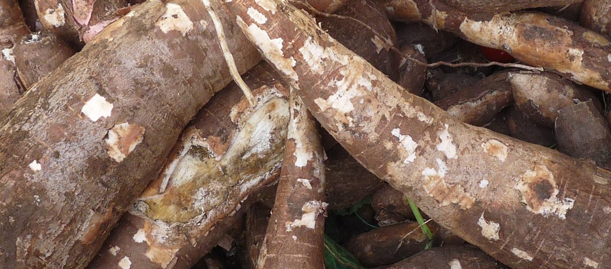 EcomnewsAfrique's tweet photo. 🍠 #Togo : Le pays établi un Plan d'Action d'Investissement 2024-2028, pour 2,34 milliards FCFA pour le renforcement des filières #tubercules sur les 5 prochaines années. Tous les détails https://t.co/c3HGsPJR3K https://t.co/VVdKdzqe51