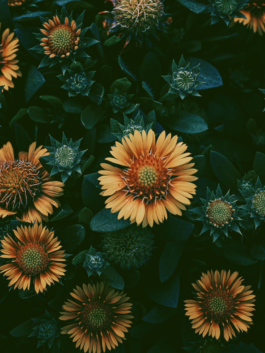noco3n_com's tweet photo. Classic × Gaillardia https://t.co/4o3cS1xfJo