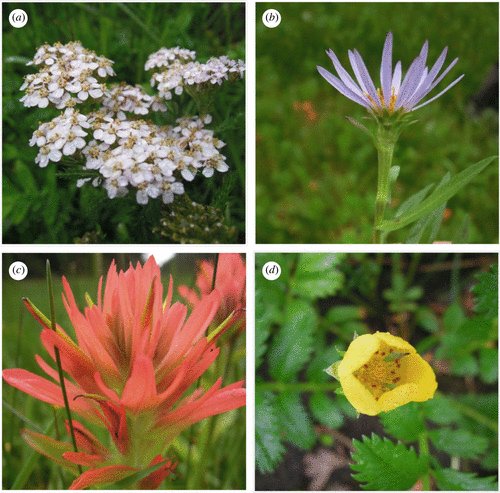 This #RSOS paper investigates whether salmon and marine #algae affect the growth and reproduction of coastal plants. Read more here: ow.ly/ZO6L50PuFfJ <a href="/Reynolds_JohnD/">John Reynolds</a> <a href="/allisonmdennert/">Allison Dennert</a> #PlantBio2023