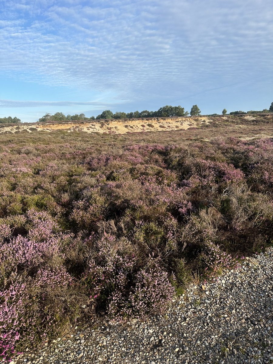 IanChappers's tweet image. Love a holiday run switch different scenery . Today was beach and Heath #suffolk #run #holiday #dunwich