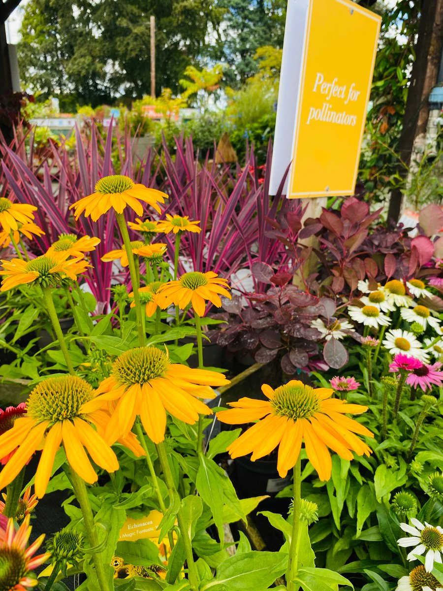 Our Plant Area has a lovely array of #plants that will add colour, texture and interest to your garden.
Come and explore our plants so you can get gardening!