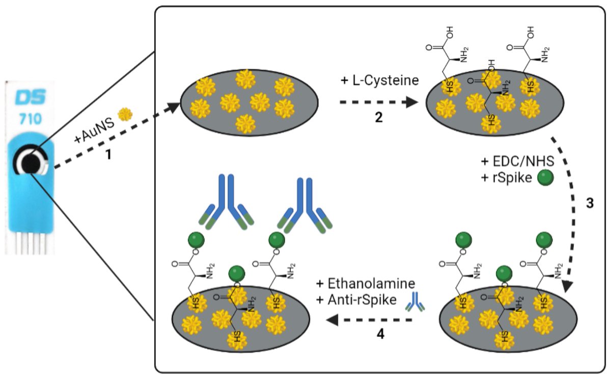 Biosensors_MDPI's tweet image. Article by Maryia Drobysh, et al.丨Determination of rSpike Protein by Specific Antibodies with Screen-Printed Carbon Electrode Modified by Electrodeposited Gold Nanostructures
mdpi.com/2079-6374/12/8…

#sensor #antibodies #ScreenPrinted #Carbon #Electrode #protein #nanostructures