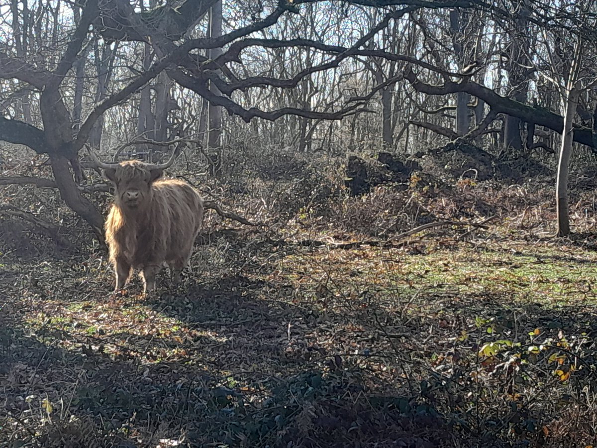 Aged Highland beef in the butchers counter <a href="/HolwoodFarm/">Holwood Farm Shop</a> direct from us... check out their website for details and pictures of probably the best bit of steak in kent right now.
Grass fed and aged to perfection.
#Beef
