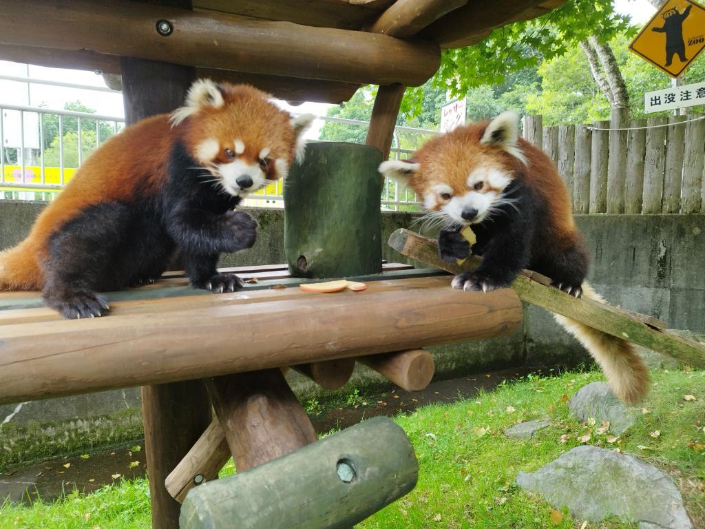 kushirozoo's tweet photo. どうぶつえん日記を更新しました。
食欲の秋にはまだまだ早いけれど。
#釧路市動物園

https://t.co/Weo7NkRNtw https://t.co/tPS0n4ogOl