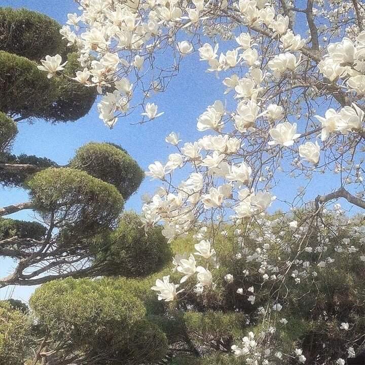 sunsunccasita's tweet photo. ¡ Hola !
Somos un nuevo cc donde se darán tips (de todo),  hilos, recomendaciones de audios subs, info, inspo, etc. 
Esperamos que este cc sea de su agrado

Fav y rt  para llegar a más 𔘓

५ Benjamín ❪ 🎸 ❫   ★
ৎ ❪ 🎧 ❫ Christopher 𖤐 https://t.co/FkI7rh0tNZ