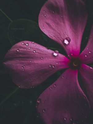 XiaomiHyperOS_'s tweet photo. Feel refreshed. 🌸

📷Credit to: @rafew_ahmed (IG)
Shot on Redmi Note 10 Pro
#miui #Xiaomi  #weekendmoments #shotonredmi #nature #miuilife https://t.co/95mcBayZZ3