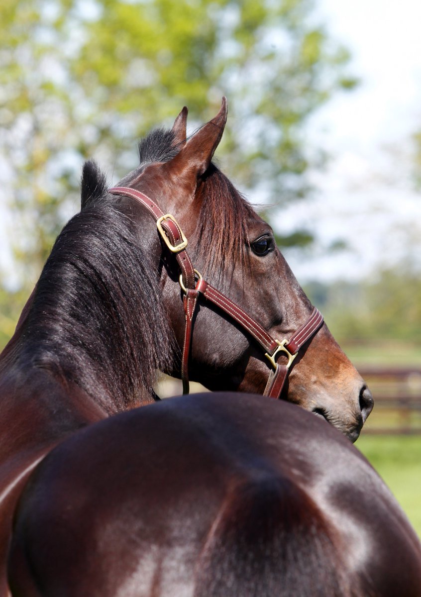 jokersystemetno's tweet photo. Utrolig trist nyhet som nådde oss i morgentimene. Avlskongen og den dobbelte Prix d’Amerique-vinneren Ready Cash døde i natt.
Frankrikes beste avlshingst gjennom tidene. En ekte champion er borte. 💔🐴🌹#RIP #ReadyCash #Chamion
Foto: TR-BILD https://t.co/mFn2ICjwmH