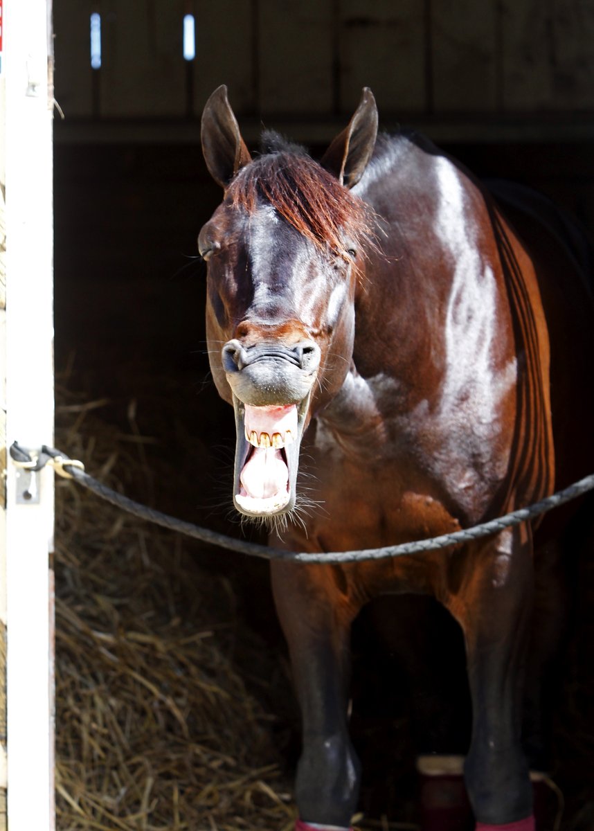 jokersystemetno's tweet photo. Utrolig trist nyhet som nådde oss i morgentimene. Avlskongen og den dobbelte Prix d’Amerique-vinneren Ready Cash døde i natt.
Frankrikes beste avlshingst gjennom tidene. En ekte champion er borte. 💔🐴🌹#RIP #ReadyCash #Chamion
Foto: TR-BILD https://t.co/mFn2ICjwmH