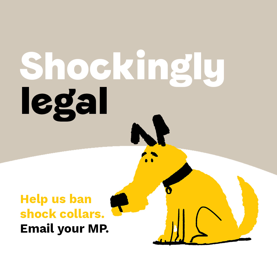 DogsTrust's tweet photo. In April, we told you the Govt promised to ban shock collars in England. They are now delaying on this ban, meaning countless dogs will continue to suffer pain caused by these cruel devices 💔 Write to your MP &amp; tell them it's time to #BanShockCollars https://t.co/sQ7EITs3K9 https://t.co/mTT8sDMqUx