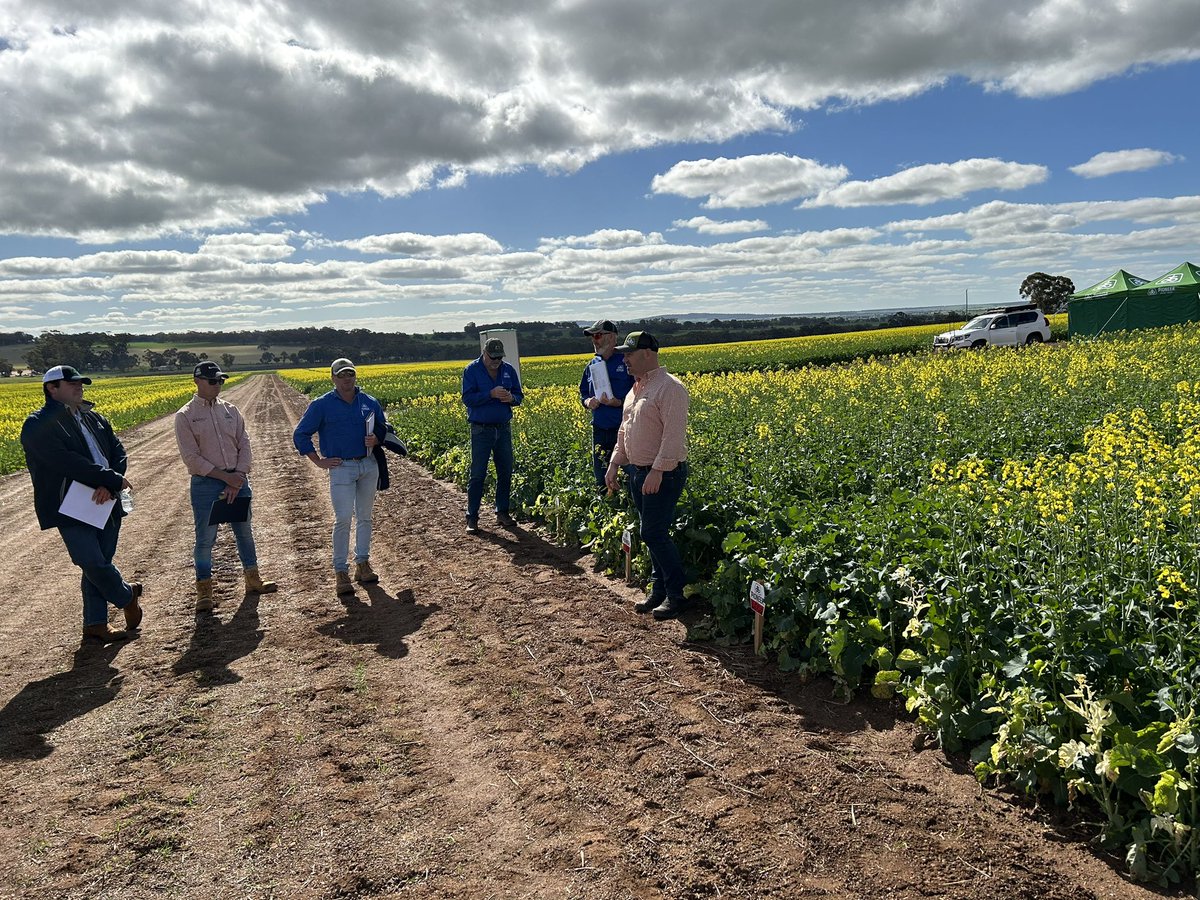 TfLovell's tweet photo. Spent the day going through the Pioneer canola site at Beverley WA. We have some awesome new hybrids coming through and it was great to see current hybrids elsewhere and see how they behave. The future is exciting. @pioneerseedsau #pioneercanola #canola #oilseed https://t.co/9hcp1f8rag