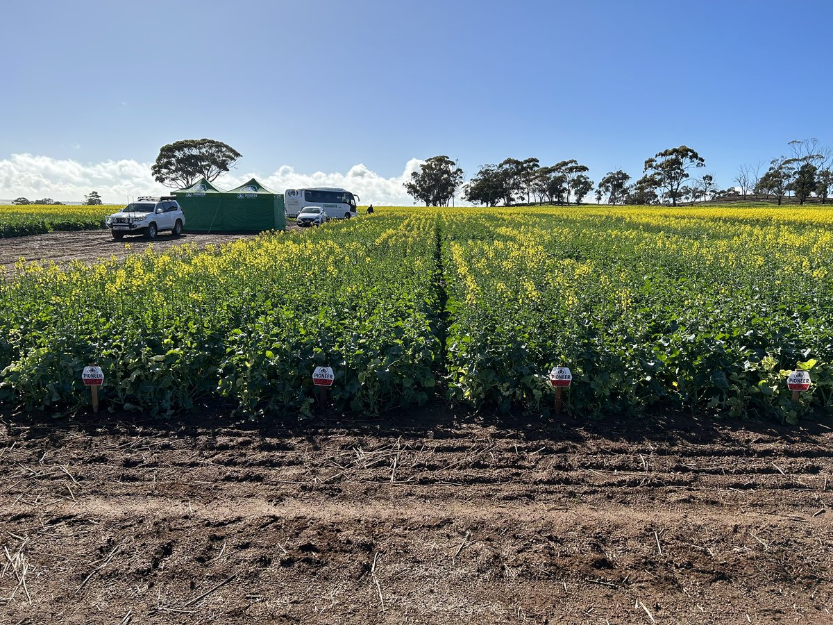 TfLovell's tweet photo. Spent the day going through the Pioneer canola site at Beverley WA. We have some awesome new hybrids coming through and it was great to see current hybrids elsewhere and see how they behave. The future is exciting. @pioneerseedsau #pioneercanola #canola #oilseed https://t.co/9hcp1f8rag