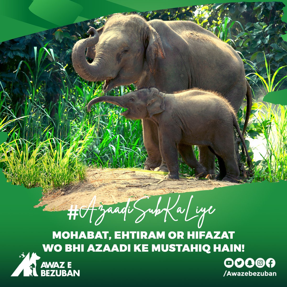 Nurturing love, unwavering respect, and dedicated protection, a harmonious trio. Remember, animals deserve their natural habitat for true freedom and joy! 🐾🌍 Let's advocate, let's educate. 

#naturalhabitat  #AnimalRights #loverespectprotect #IndependenceDay2023