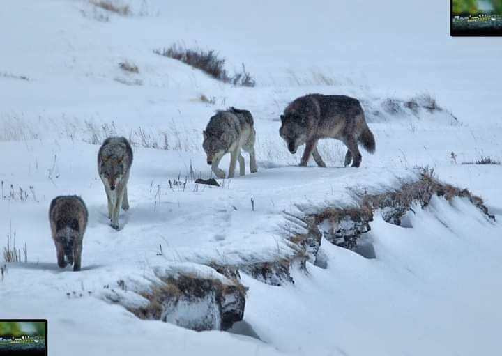 IvanaErato's tweet image. Када је 1995. године, у дивљини, у Националном парку Јелоустоун, пуштено 14 вукова, научници нису ни помишљали да ће то променити целокупни екосистем парка.
🔻