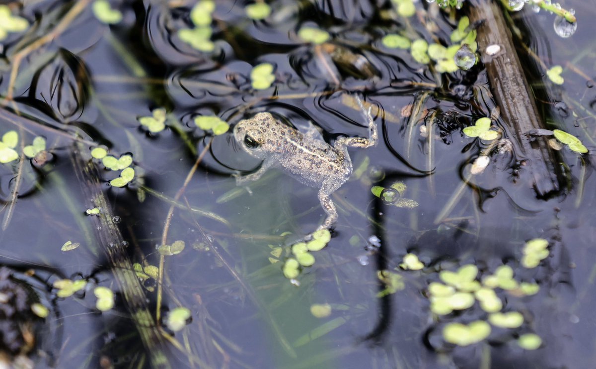 Valerie O'Sullivan (@valphoto) on Twitter photo Tiny Toadlet 🐸🥰 200 #natterjacks toadlets were released on the farm of Tommy Reidy by @npwsBioData in Castlegregory Co.Kerry by <a href="/noonan_malcolm/">Malcolm Noonan</a> Over 9,000 toadlets have been released over the past 7 years a joint project with <a href="/fotawildlife/">Fota Wildlife Park</a> and Community Tiny Toadlet 🐸🥰 200 #natterjacks toadlets were released on the farm of Tommy Reidy by @npwsBioData in Castlegregory Co.Kerry by <a href="/noonan_malcolm/">Malcolm Noonan</a> Over 9,000 toadlets have been released over the past 7 years a joint project with <a href="/fotawildlife/">Fota Wildlife Park</a> and Community