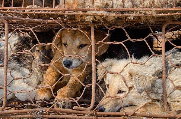 Cats and dogs are not human food!
#Freedom #NoChina