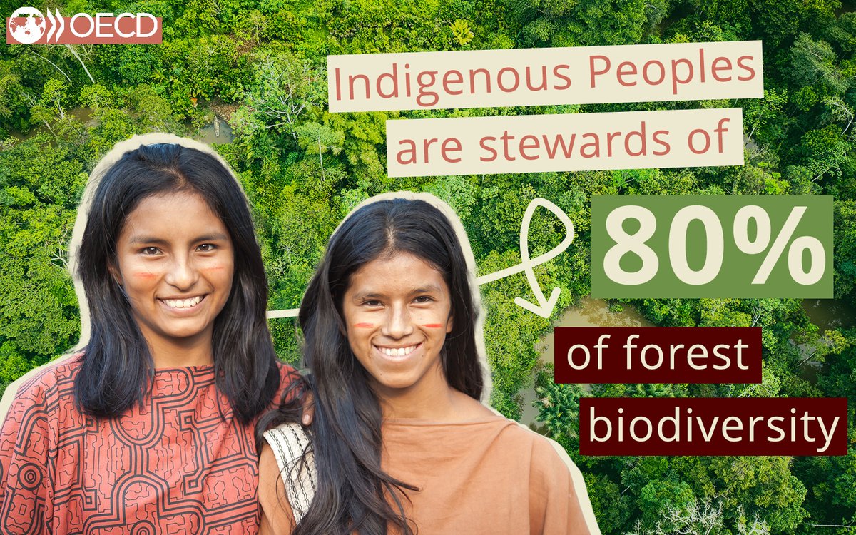 #IndigenousPeoples are stewards of 8⃣0⃣% of global forest biodiversity.

🌿Indigenous knowledge and practices provide a blueprint for how can adapt &amp; thrive in harmony with nature and combat climate change.

Learn more for #IndigenousPeoplesDay ➡️youtube.com/watch?v=rwUMOc…