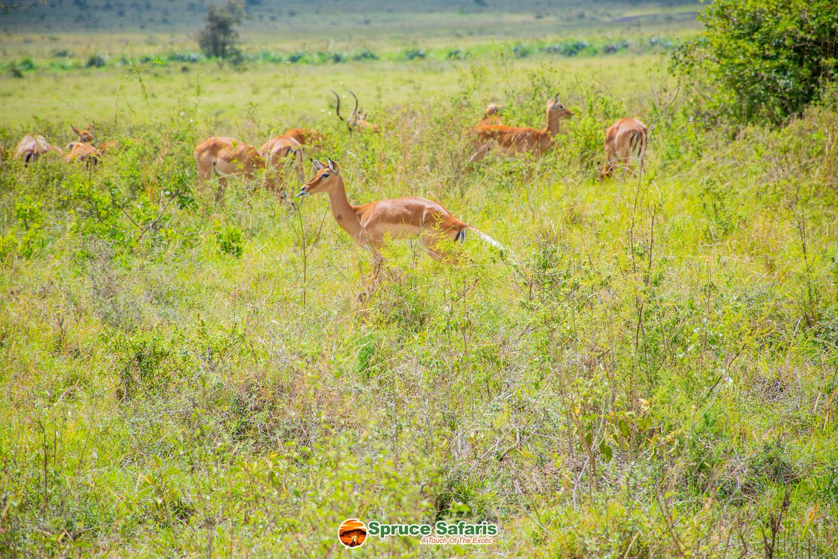 Have you ever been to Nairobi National Park?

This Saturday and Sunday you get to enjoy six hours of Game drive courtesy of @zenotetours 

Call/WhatsApp: 0722157165

#zenotetours