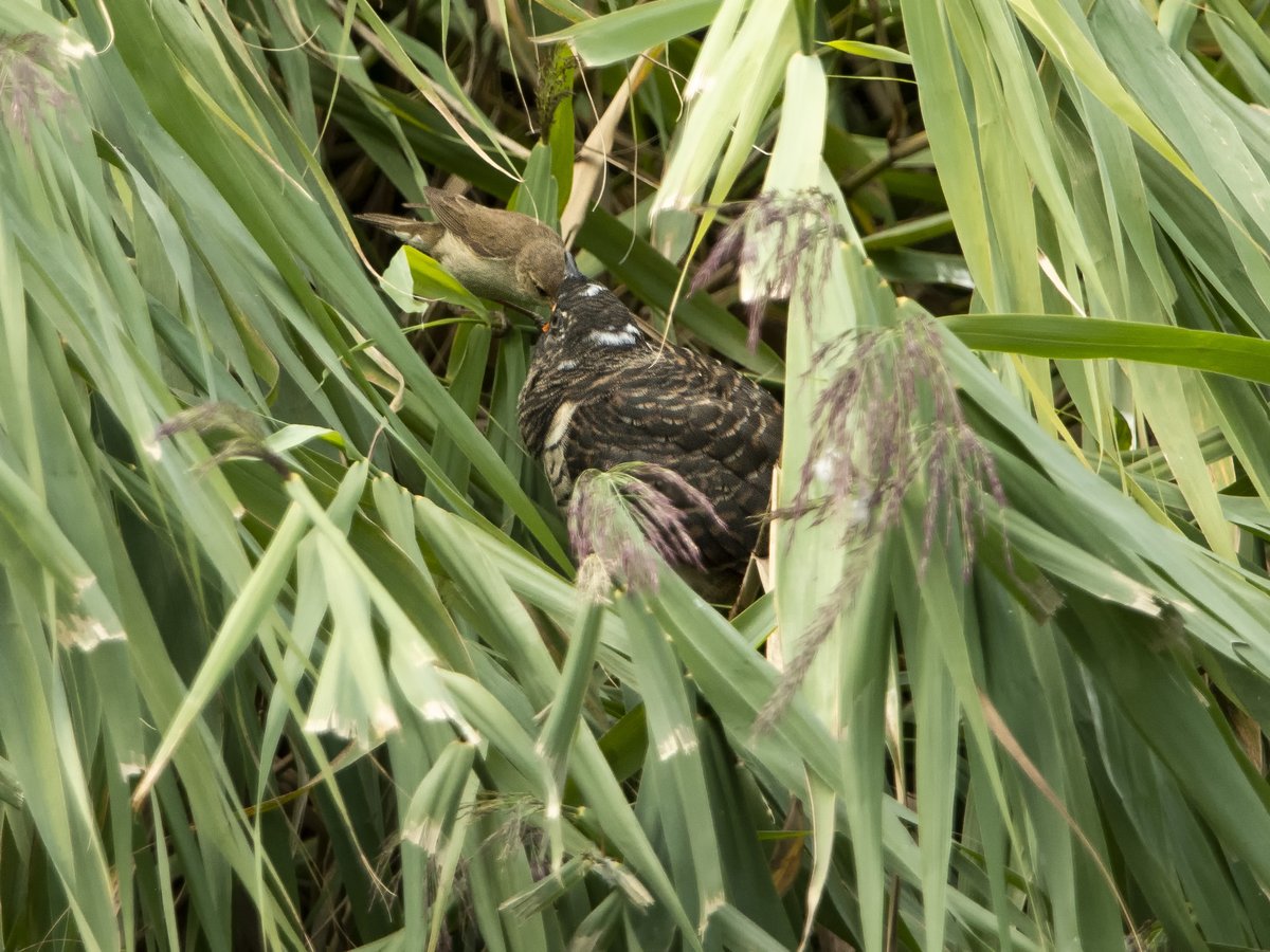 #Karekiet voert #Koekoek. #Acrocephalus_scirpaceus
 #Eurasian_Reed_Warbler #Natuurfotografie #Nature_Photography <a href="/VroegeVogels/">Vroege Vogels</a> <a href="/IVNzuidholland/">IVN Zuid-Holland</a> @Natuurmonument #Cuculus_canorus #Common_Cuckoo
<a href="/volgdenatuur/">volg de natuur</a> #Ixobrychus_minutus #Little_Bittern
<a href="/waarneming/">Waarneming.nl</a> <a href="/VroegeVogels/">Vroege Vogels</a>