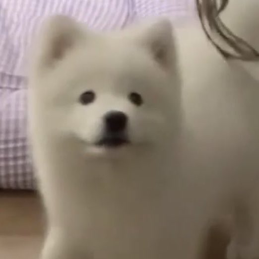 happibbu's tweet photo. ૮.•  • ა 엥??                                          ૮.•  • ა 므엉｡｡ https://t.co/PwWYg7OeIQ