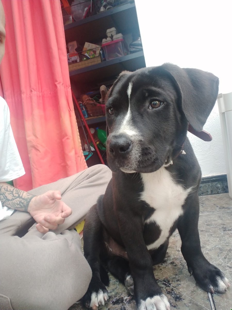 Ya mentalizado que no quería tener  un perro por ahora, dejaron a este pequeño tirado en la calle y no me pude resistirme a llevarlo a casa nuevo integrante Thor
