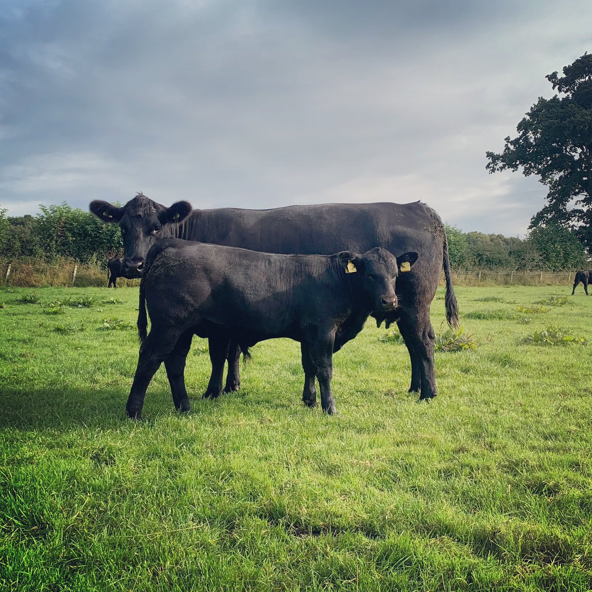 farmergileslane's tweet photo. Really like this pair. 👍👌❤️
#RosslayneAngus #Grasstobeef #Maternalsmatter #Nocreep https://t.co/eob2Mlwobl