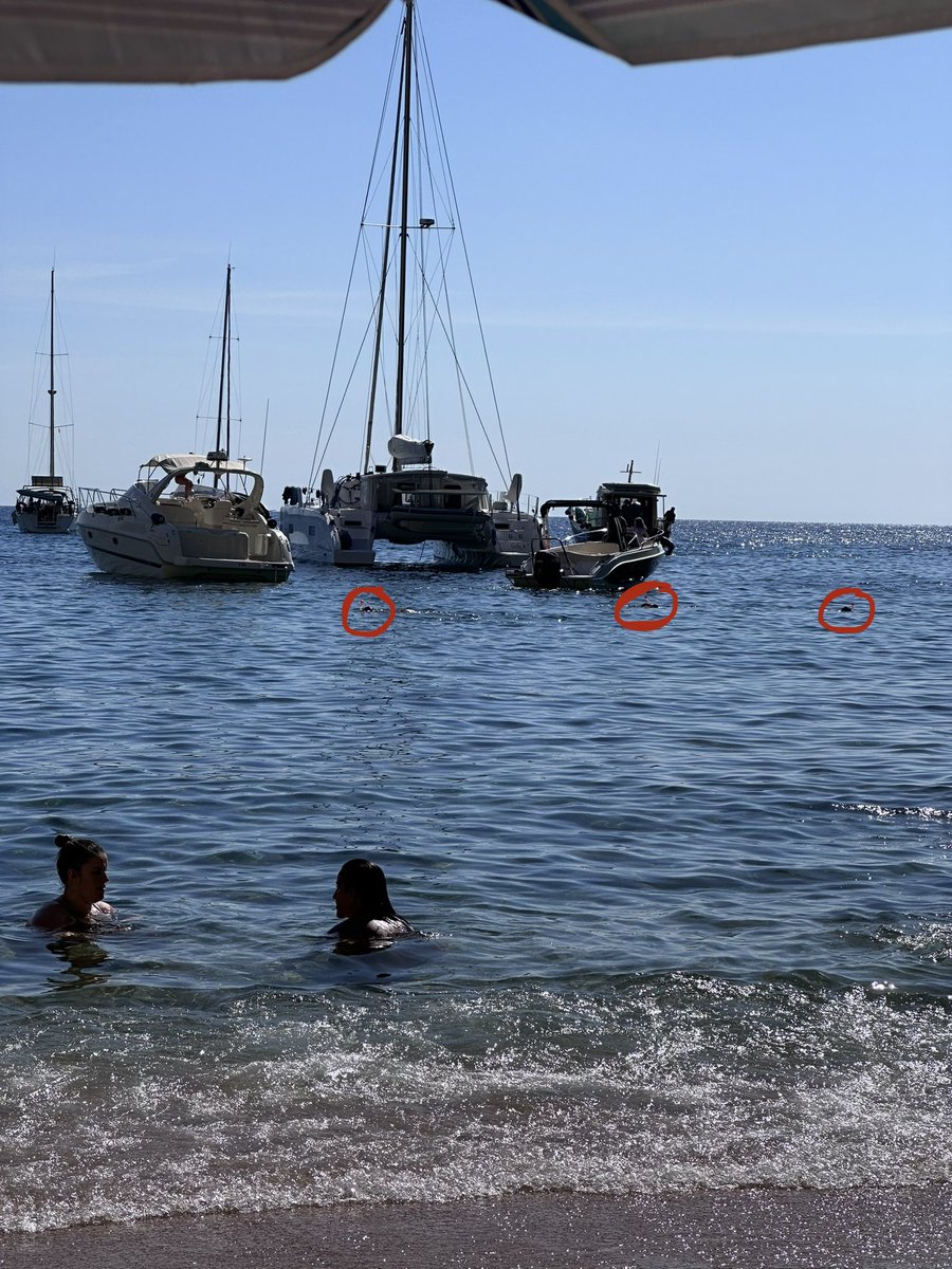 ssinyol's tweet photo. hola @ajtossademar, a Cala Futadera no hi ha boies per delimitar la zona de banyistes i sempre hi ha algú que no respecta res. Caldria marcar-ho per evitar accidents. https://t.co/Qaxf0zrlcv