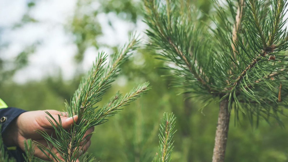 Metsä sitoo hiilidioksidia koko kasvunsa ajan. Mutta tiesitkö, että sen arvokas työ hiilivarastona jatkuu vielä rakennusmateriaalinakin? Puurakenteissa hiili jatkaa sitoutumistaan pitkälle tulevaisuuteen. Puu rakennusmateriaalina on ekoteko ilmaston hyväksi. 

#hoiskoclt