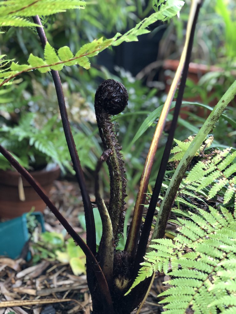 Come to the jungle, the fernery, the desert, the dome! Open Garden 19/20 Aug. x <a href="/BambooNigra/">Adrienne</a> <a href="/redpwade/">Red</a> 
#bbcgardenersworld #gardening #gardenersworld #cacti #treeferns #epiphytes #succulents #exoticgarden #trianglegarden #glasshouse #cyathia