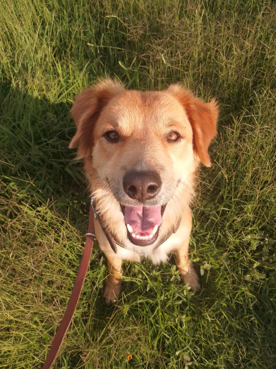 Nyu_umi's tweet image. Hola soy Galax! 
Llevo buscando hogar por mucho tiempo, tengo muchas ganas de pertenecer a un lugar, ser alguien especial en la vida de una familia, que me amen y cuiden hasta el fin de mis días, dejar en el pasado mis malos ratos, el dolor, el miedo o el hambre y que haya por