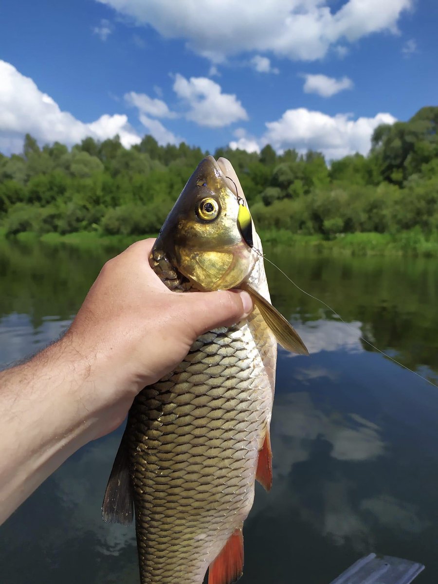 Shostka_Spoon's tweet photo. River Seim, Sumy region (Mutina district). I settled down on a spoon in black and yellow color with a 3.2 gram vaga. The very same redness, having planted 905 grams💪 
✔️lures: Cubo 3.2 g col.08 https://t.co/j6GzJANkQf