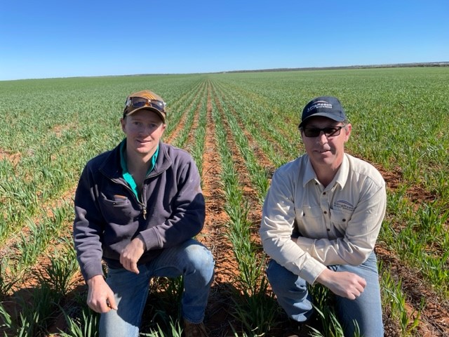 Very happy with @Callum_Wesley's LRPB Dual sown early April in Southern Cross, WA. This Long Coleoptile wheat gave Callum the confidence to chase moisture early & is on 850ha of his farm. It has established well on livestock compacted heavy soils, even from depths of 100mm!