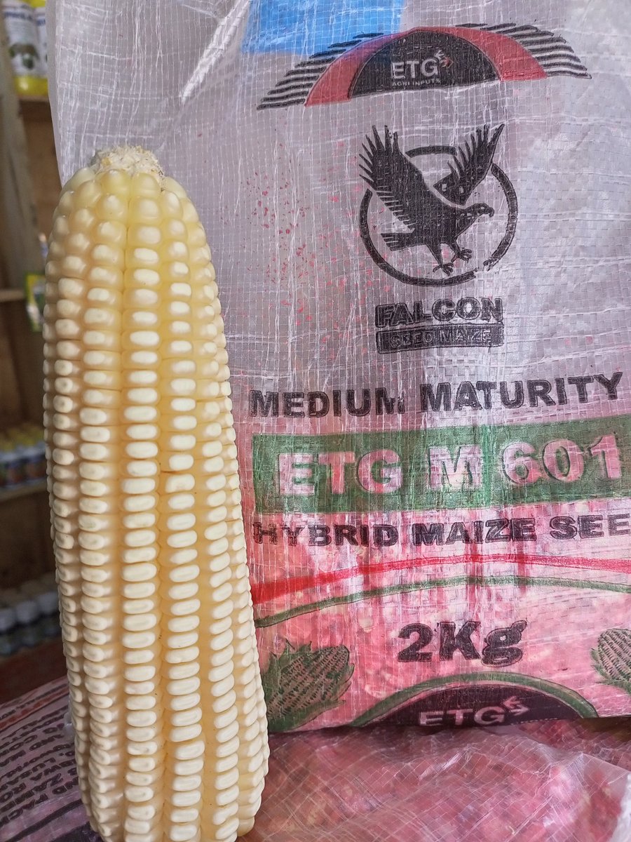 Hybrid Maize Seed From ETG