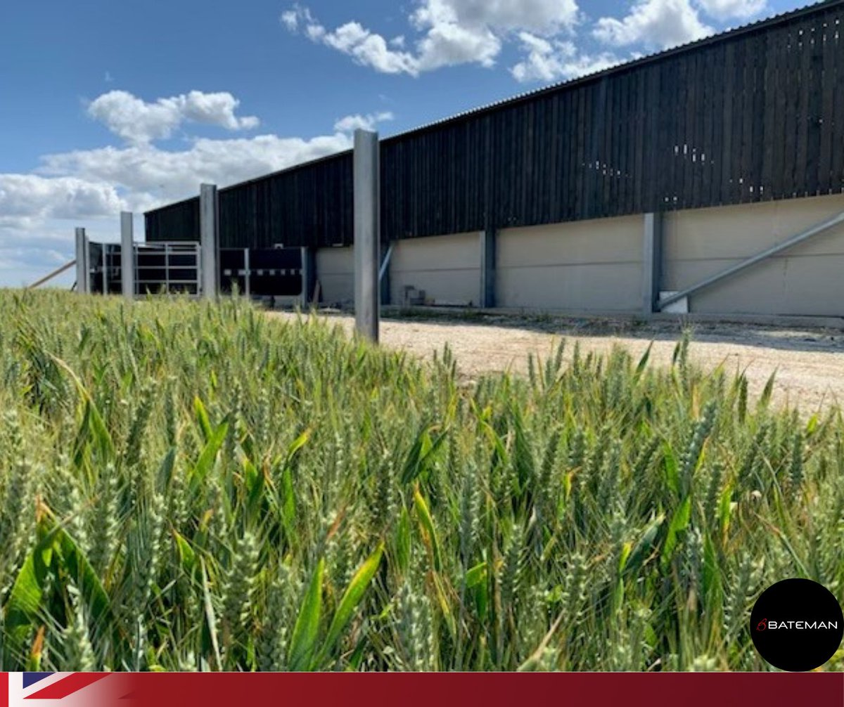 LMBateman79's tweet photo. Farmer diversification at its best... Able to grow a field of Skyfall wheat and starting to sprout up next to it is a #LMBateman Cattle System! ๐๐
๐ท James Heath, Midland and North East England Sales Manager
Contact the head office now โ๏ธ๐ฅ https://t.co/YU3tsNOilN