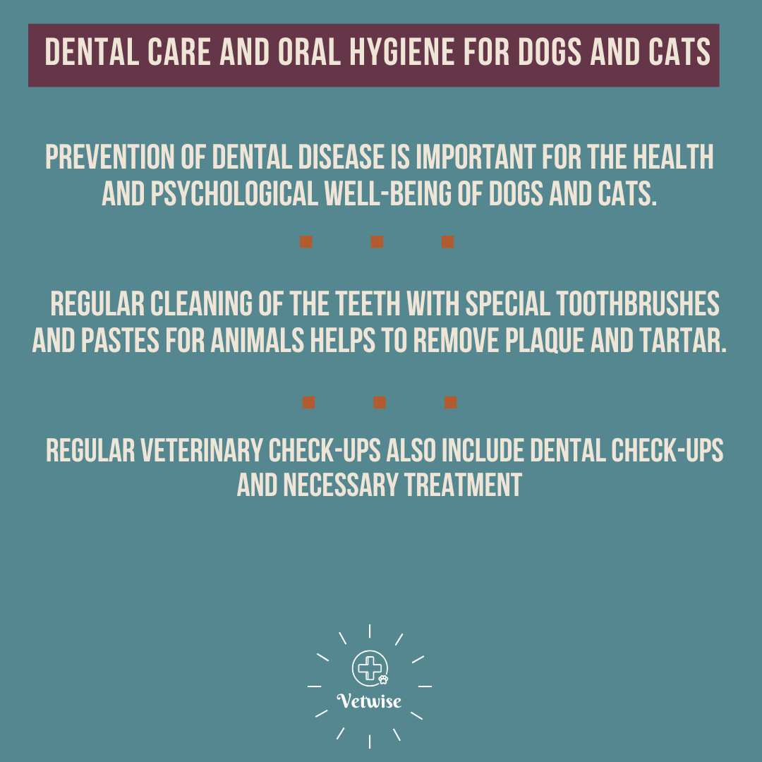 Dental care and oral hygiene for dogs and cats

The importance of brushing teeth and preventing dental disease

#teeth #dentalcare #oralhealth #dogs #animals #veterinary #vetwise