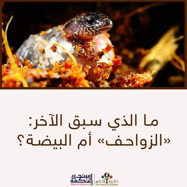 أيهما الأول البيضة ام الدجاجة؟

1-سؤال ما يبدو سخيفا من الوهلة الأولى، لكن حقيقة الأمر أن اجابته معقدة ولم تكتشف الا حديثاً! لأن البيضة تطورت عبر ملايين السنين!

2-لو كنا نتحدث عن بيض الدجاج، فهو يصنف من بيوض السلوي التي تتميز بها الطيور واسلافها من الزواحف التي طورتها لتصبح