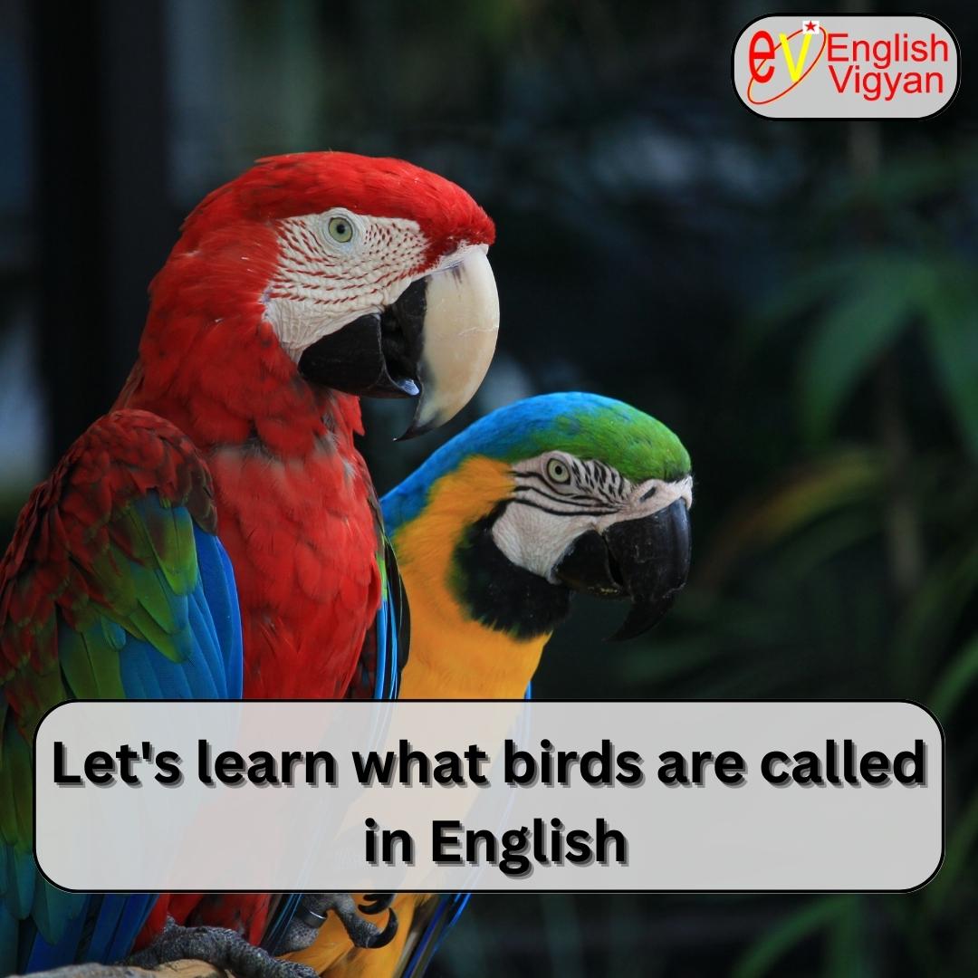 EnglishVigyan's tweet photo. Do you know the different types of birds and what we call them in English? if not then we got you to know what was the names of birds in English. if you want to learn more subscribe to our English Vigyan youtube channel
https://t.co/fkFPWOubE9
#learning #English #vocabular https://t.co/98iEy2tb8I
