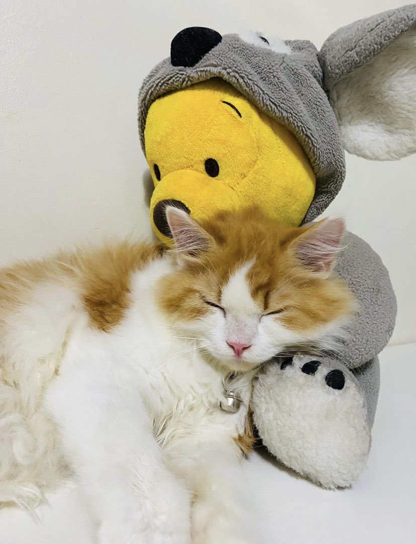 krinabear's tweet photo. @ShouldHaveCat ~Tanggol, not my cat 😹✌️ https://t.co/hFcEnSUxpe