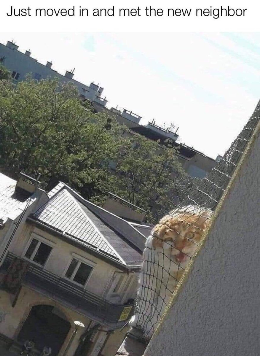 cats who share one braincell tweet media