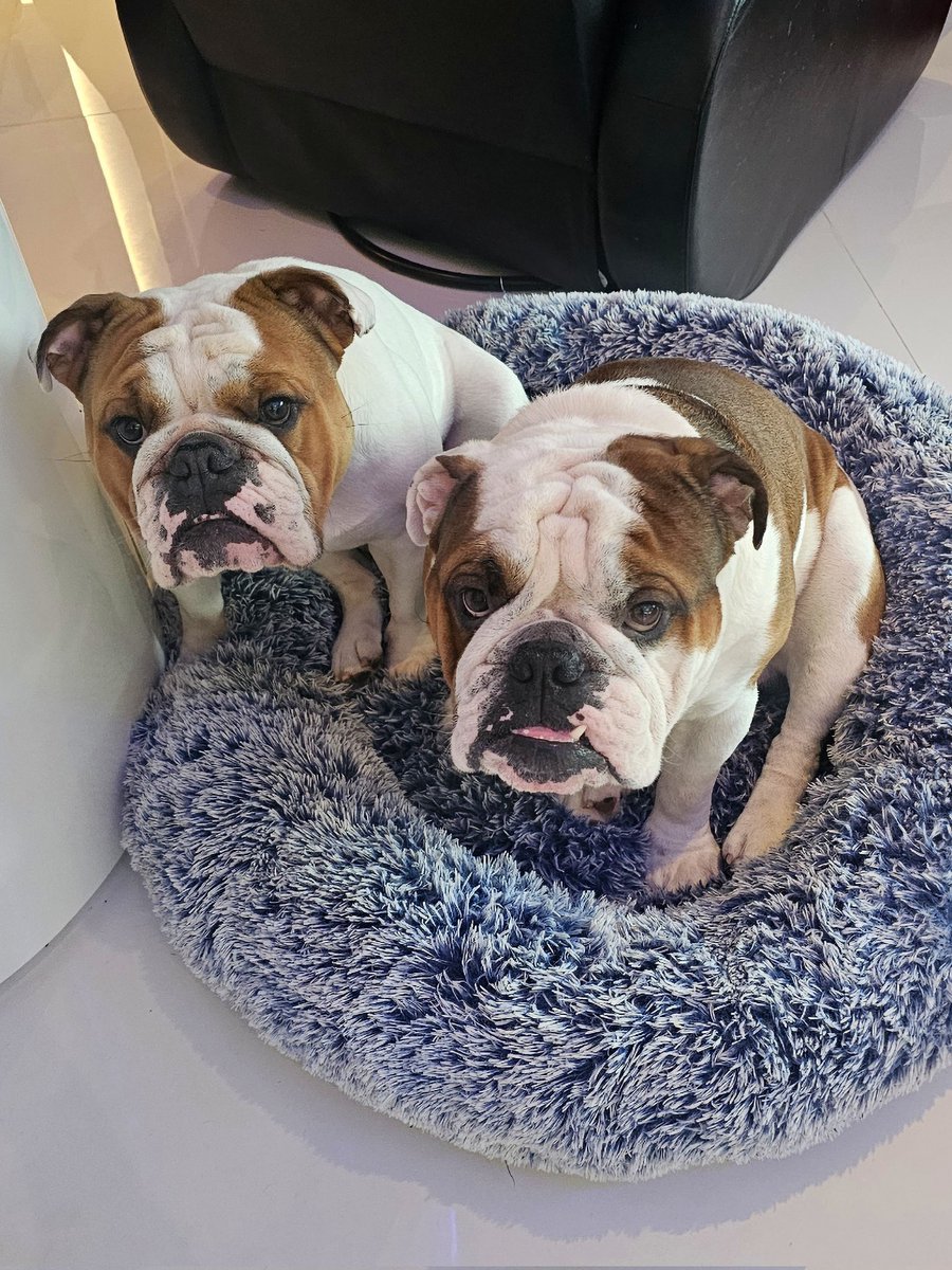 Yes, we love and hate each other just like brothers and we're always up to something #twins #englishbulldog