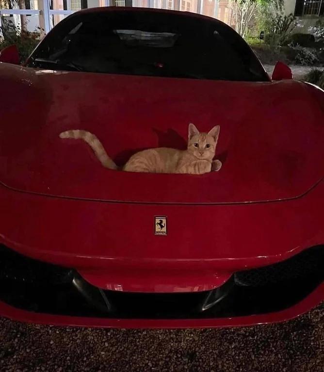 positivityofx's tweet photo. It's a purrari https://t.co/GOIAUgmsww