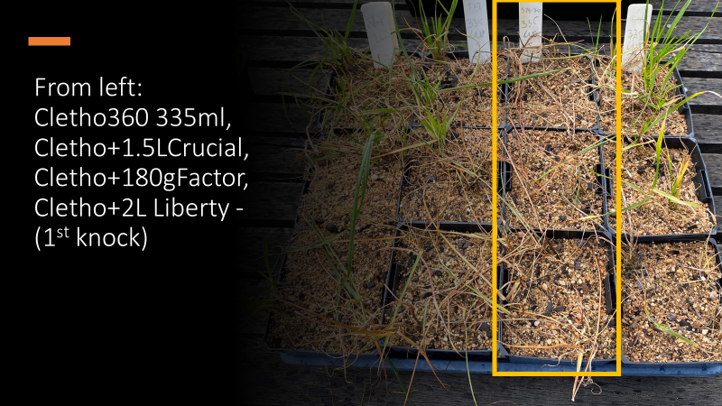 robbert115's tweet photo. Population somewhat resistant to clethodim but 100% sensitive to clethodim + Factor at full rate (120gai + 90gai/ha - dead plants inside orange box) https://t.co/Az7pe5B9Gm