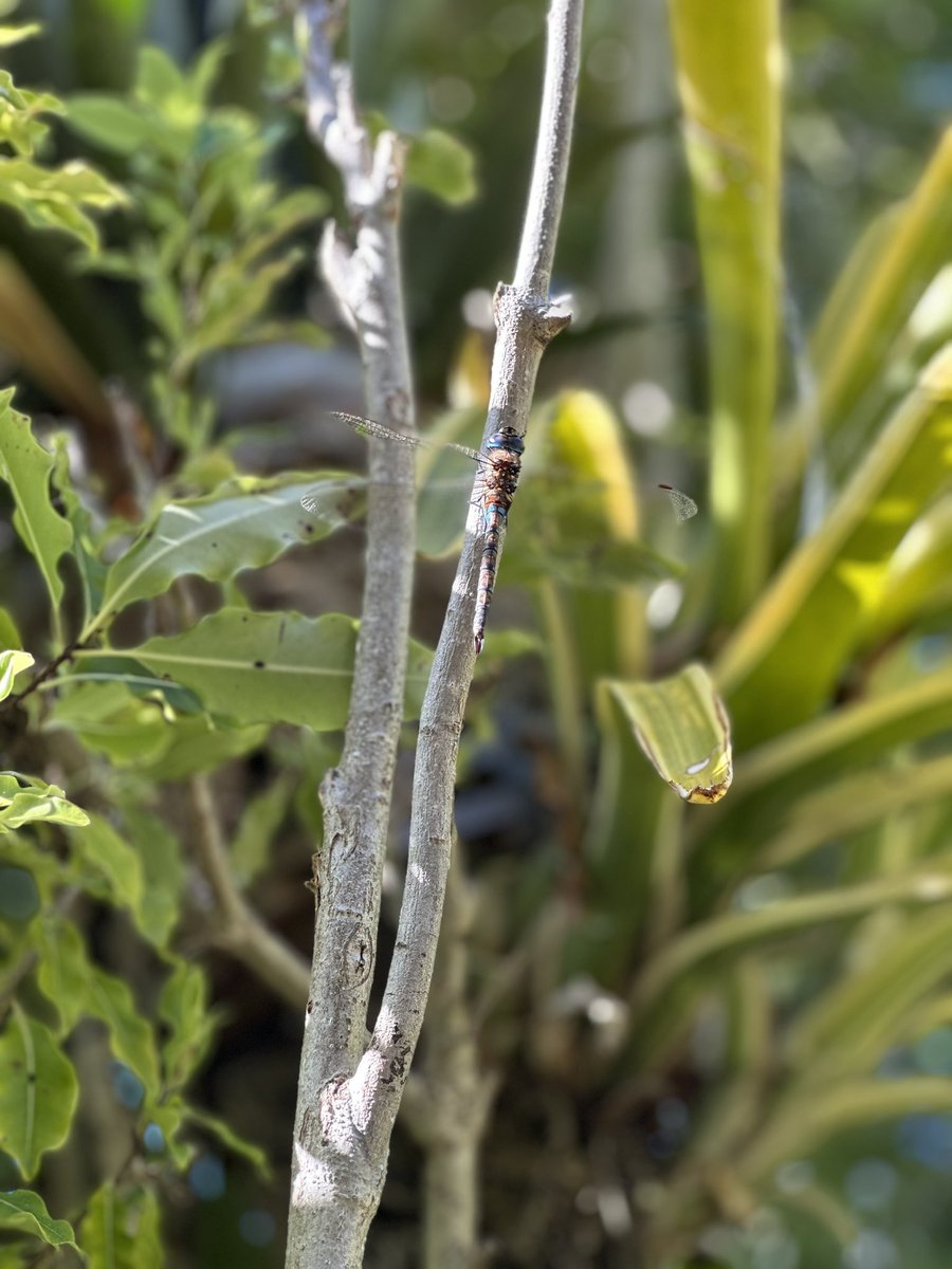 bronze4u's tweet photo. Finally one landed for an iPhone shot. https://t.co/sAvYz7Q8gC