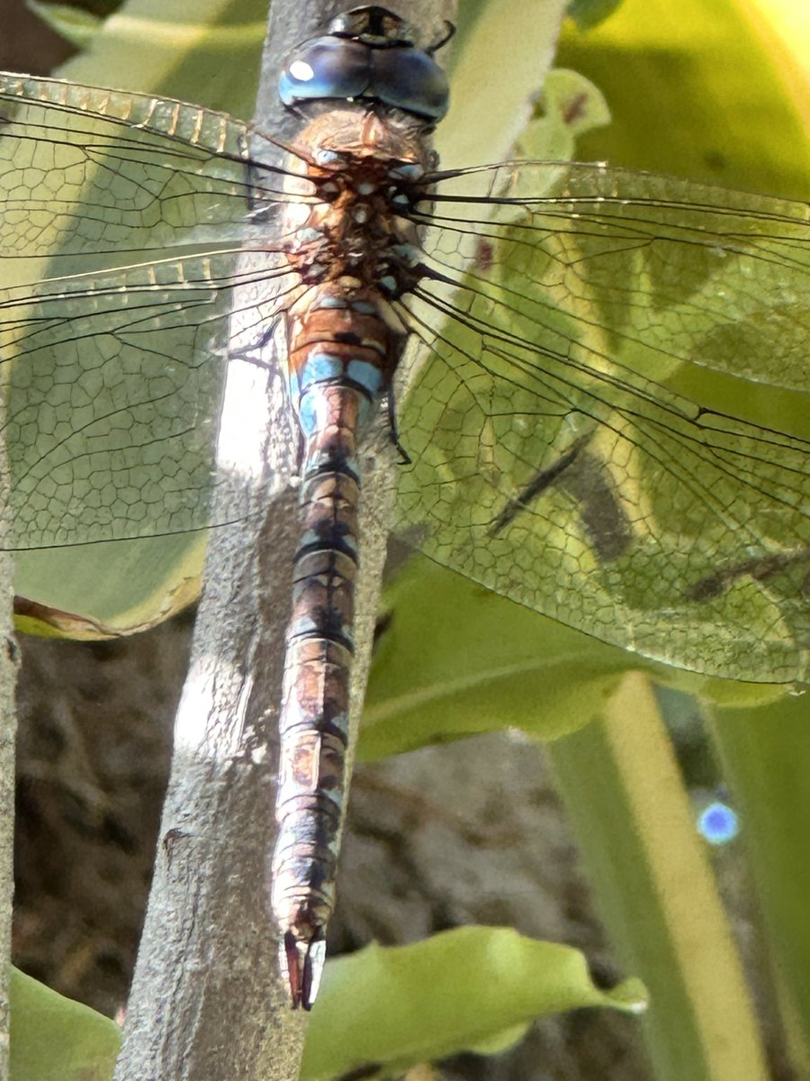 bronze4u's tweet photo. Finally one landed for an iPhone shot. https://t.co/sAvYz7Q8gC